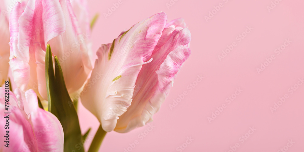 Macro close up photo of beautiful pink tulips on pastel pink background. Hello spring greeting or invitation card