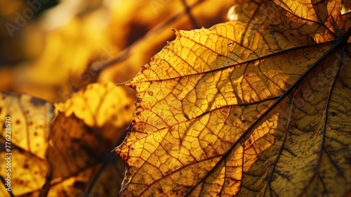 A close-up of a yellow and brown leaf with other leaves in the background.