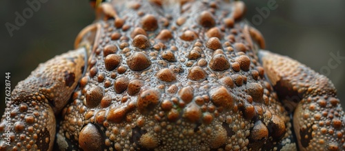 Camouflaged Frogs Back Intricate Texture of Warts and Bumps