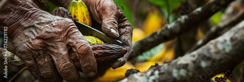 The diligent work of a cocoa farmer, expertly harvesting ripe yellow cocoa pods with pruning shears, showcasing the heart of the agricultural cocoa business