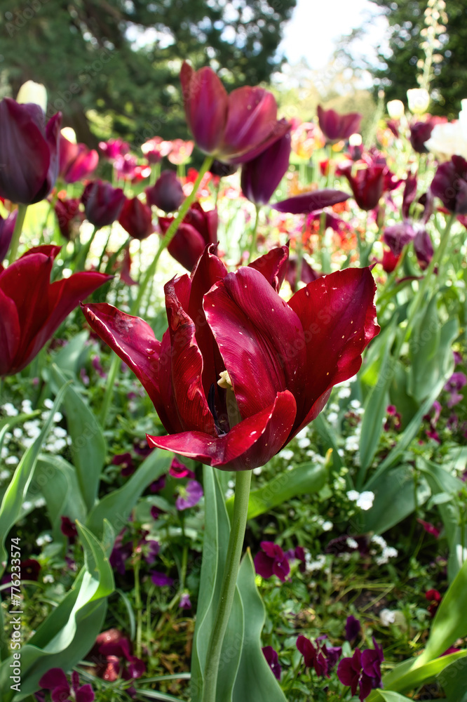 Red tulips growing in the Hermannshof Gardens in Weinheim, Germany on a spring day. Red tulips growing in the Hermannshof Gardens in Weinheim, Germany on a spring day.