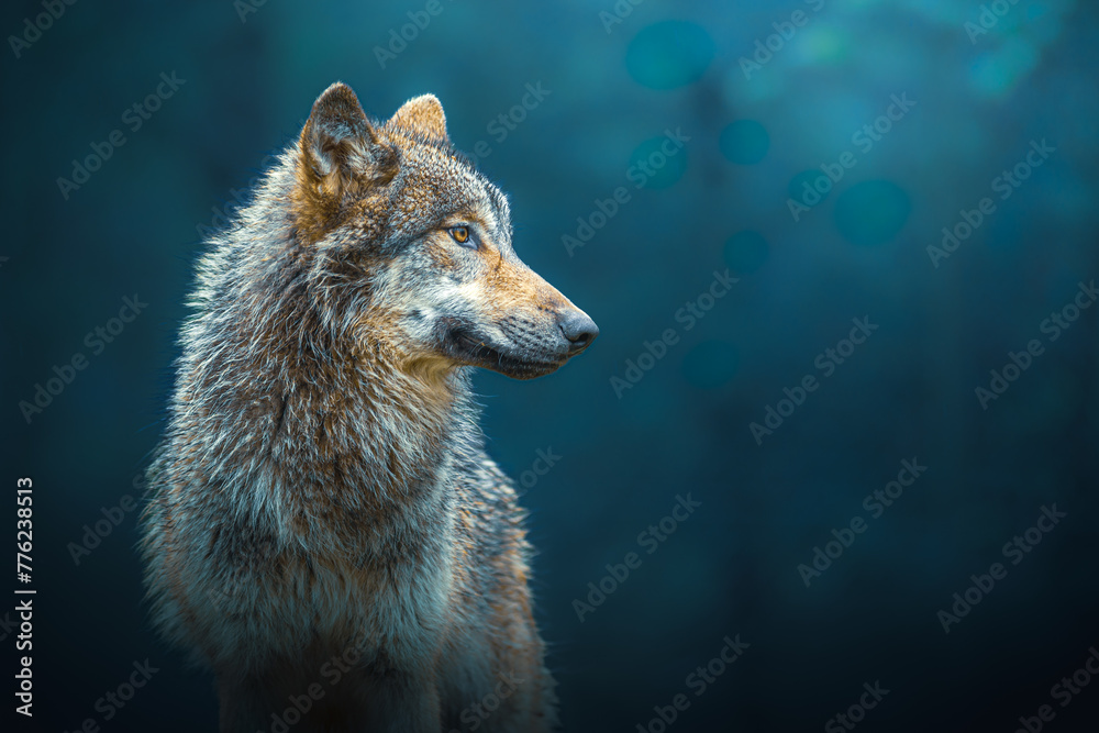 Fototapeta premium Sideways portrait of a Gray wolf also known as timber wolf, in the forest