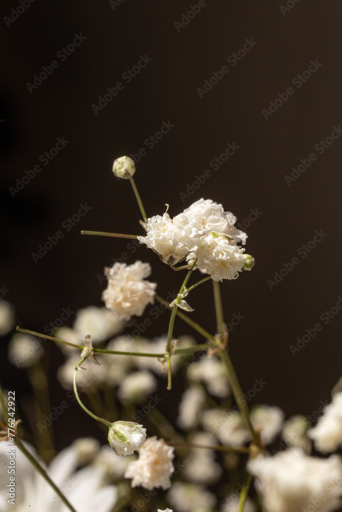 A single stalk of a gypsophila flower on a black background A single stalk of a gypsophila flower on a black background