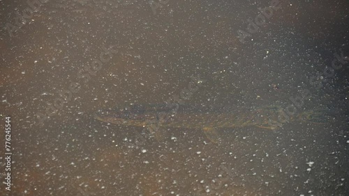 Wallpaper Mural pike fish in dirty water Torontodigital.ca
