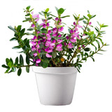 Polygala myrtifolia in a white ceramic pot. Isolated plant.
