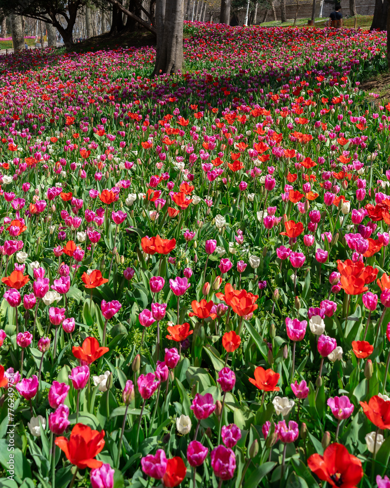 Tulip flowerbed during the blossom in a spring morning. Tulip flowerbed during the blossom in a spring morning.