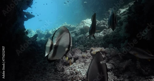 A small group of bannerfish swimming deep in the red sea. photo
