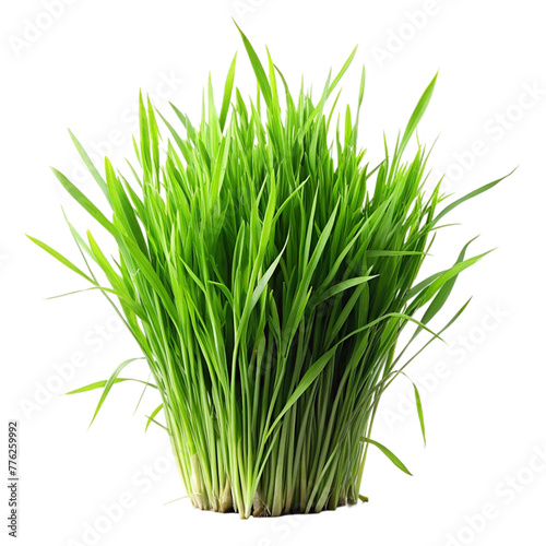 Green grass and wheat grass on transparent background