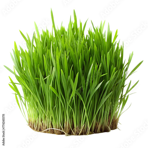 Green grass and wheat grass on transparent background