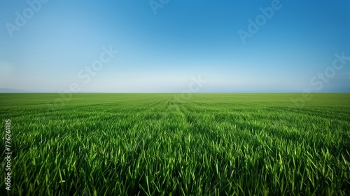 Under the canopy of a clear, azure sky, a perfectly maintained green field stretches out, offering a canvas of nature's finest green, reserved for International Women's Day commemorations. photo