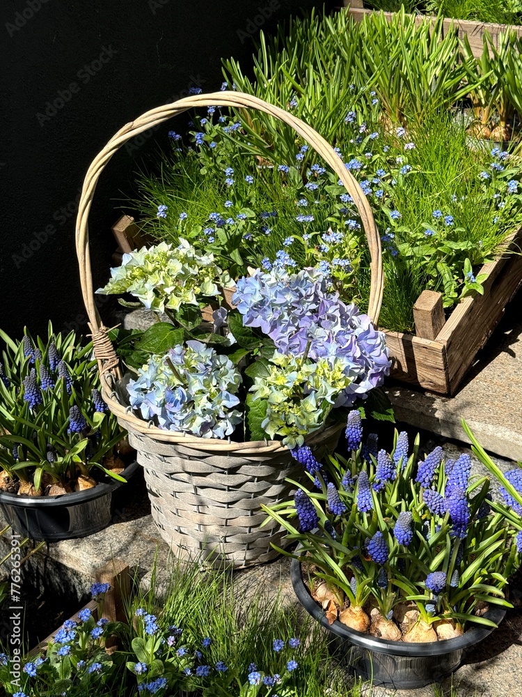 Basket of hydrangea, muscari grape hyacinth and forget me not flowers in the garden. Basket of hydrangea, muscari grape hyacinth and forget me not flowers in the garden.