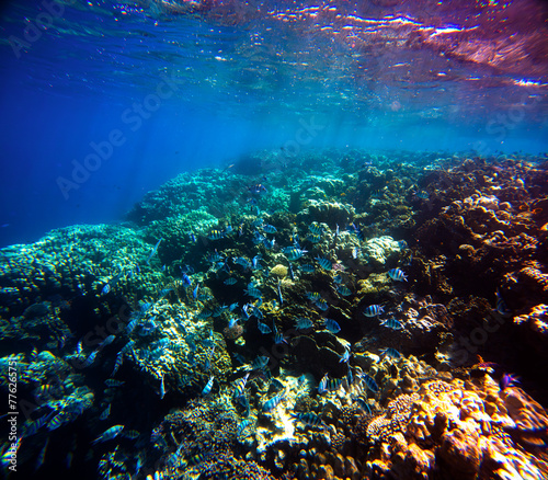 Underwater view of coral reef with fishes and corals in Red Sea, Egypt