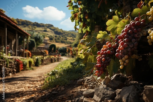 Vineyards at sunset in autumn harvest. Ripe grapes in fall, Morning shot. grape fields, trees with ripe grapes, daytime photo, clouds, sun