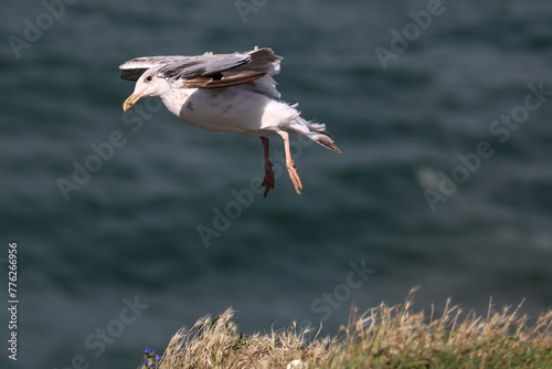 Great Black-backed Gull - Larus marinus photo