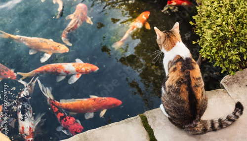 A cat looking at fish in a koi pond