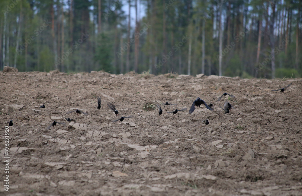 Black princes on a plowed field. Black princes on a plowed field.
