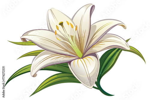 lily-on-white-background (5).eps