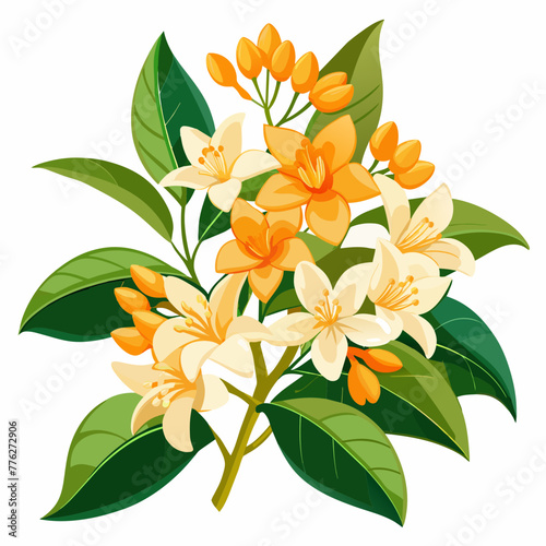Orange jasmine a.k.a. orange jessamine