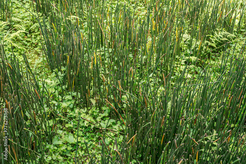 Equisetum Hyemale or Scouring rush horsetail is a grass-like bamboo plant.
Green carpet of growing reeds in water pond. photo