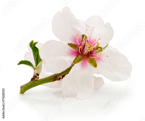 Spring flowers of fruit tree isolated on white background
