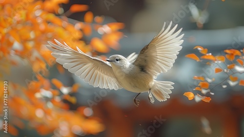   A white bird flies in the air with wide-spread wings