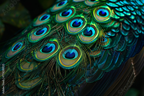 A close up of a peacock's feathers, showcasing their vibrant colors
