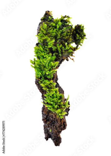 Green moss transparent png