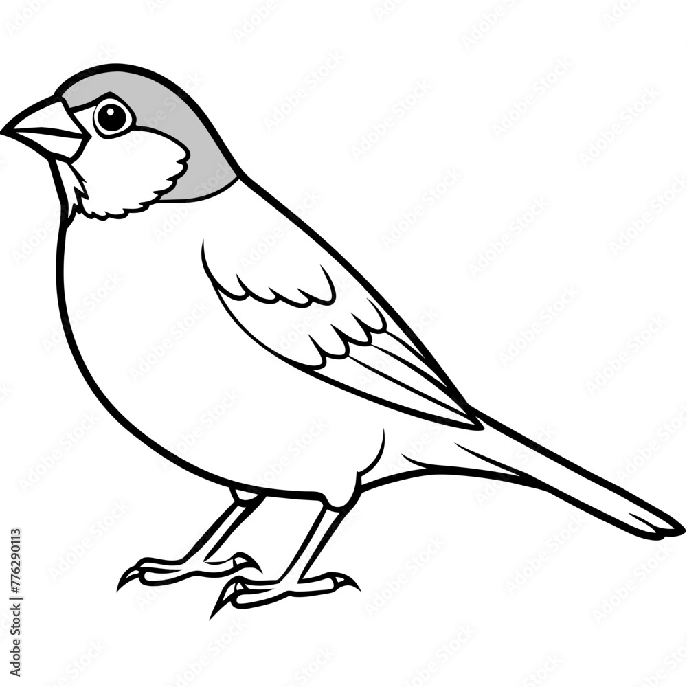 Obraz premium Sparrow Coloring Vector Art,Robin bird, Icons,Finch Outline Stock Illustrations Vectors & Clipart | Adobe Stock 