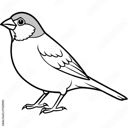 Sparrow Coloring Vector Art,Robin bird, Icons,Finch Outline Stock Illustrations Vectors & Clipart | Adobe Stock 
