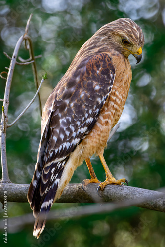Red Shouldered-Hawk