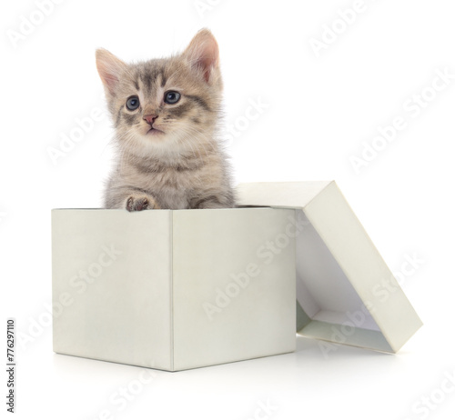 Kitten in cardboard box.