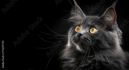 portrait of a black cat, photo studio setting with main lighting, isolated black background and free space