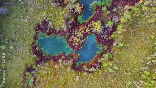 Beautiful swamp,marsh, many colors, colourful, trees,nature photo