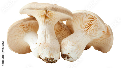 Fresh King Oyster Mushroom Photography on transparent background.