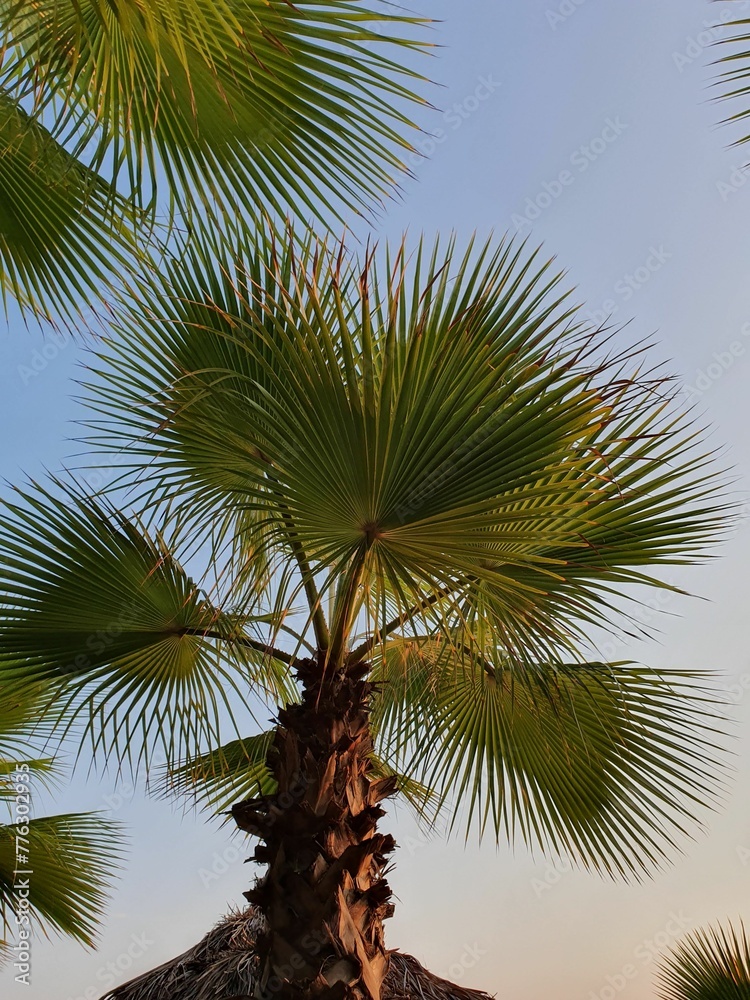 Obraz premium palm tree leaves