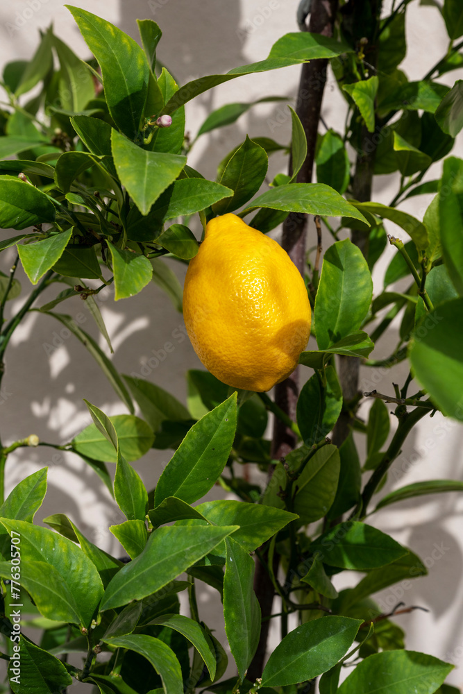 A large yellow lemon on a tree.
