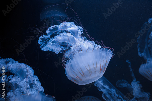 Bild auf Leinwand underwater photos of jellyfish chrysaora plocamia south america sea nettle