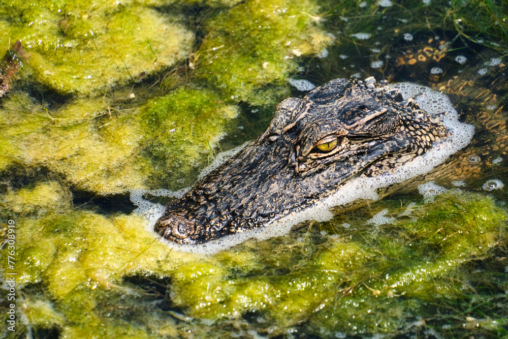 Obraz premium Swamp Alligator