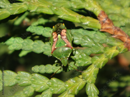 Juniper shield bug (Cyphostethus tristriatus) basking while camouflaged on a green cypress branch photo