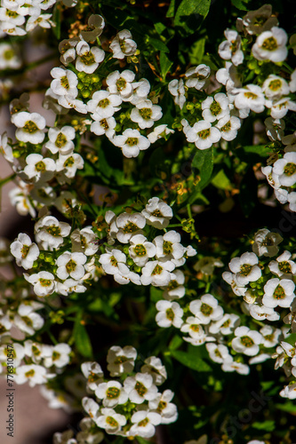 Alyssum honey plant, white, abundant flowering.