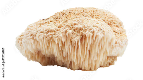 Lions Mane Mushroom on transparent background.PNG photo