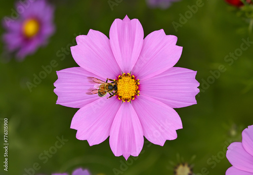 A pink Cosmos flower with a honeybee 