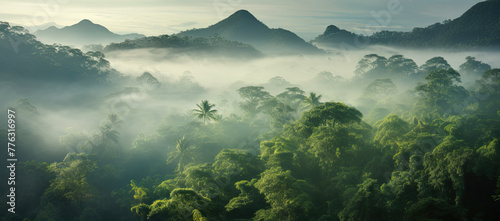 Rainforest forest with fog and mist  natural background