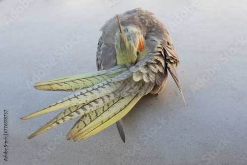 Cockatiel Preening Feathers