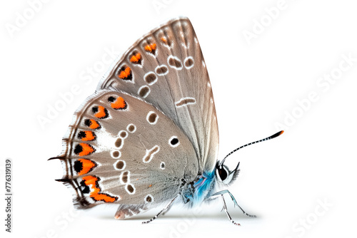 Beautiful Colorado Hairstreak butterfly isolated on a white background. Side view © boule1301