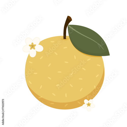 Asian pear whole fruit and half isolated on white background. Vector illustration of tropical exotic fruits in flat style.