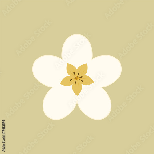 Sakura or cherry blossom Spring blooming flowers, white petals vector.