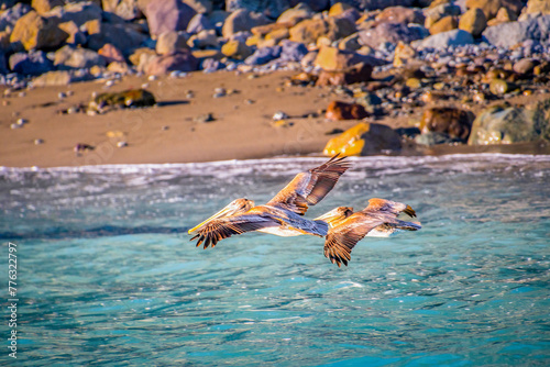 Pelicans in flight 