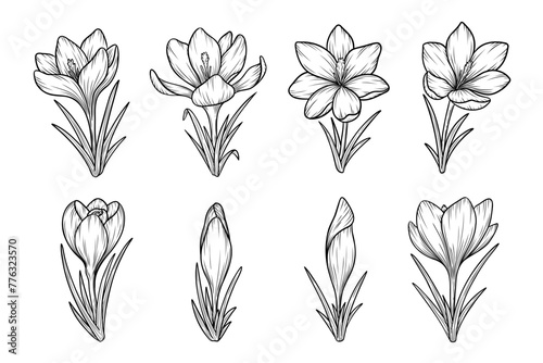 Spring crocus flowers line art sketches set, saffron drawing. Vector wildflower illustration. Hand drawn botanical outline art. Isolated design element for coloring book, background, pattern, logo.