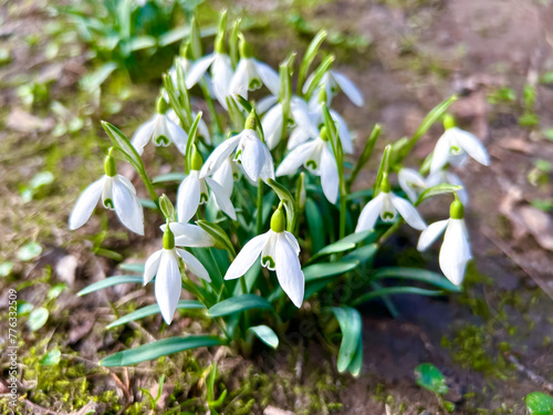 Snowdrops, first spring flowers in the park